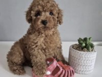 Toy Poodle Köpeği