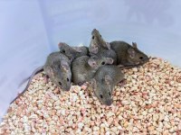Wild Mice