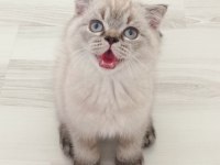 Yakışıklı oğlumuz Marcel yeni yuvasını bekliyor