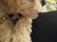 2 aylık toy poodle her şeyi ile vereceğim