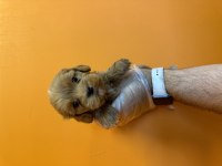 GERÇEK MALTİPOO BEBEKLERİMİZ