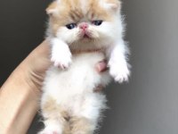 Dünyanın en nadir ırkı snoopy exotic shorthair