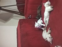 SAĞLIKLI KEDİMİZ
