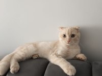 Scottish Fold Kedimizi Sahiplendiriyoruz