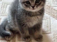 35 günlük sağlıklı erkek scottish fold bebişler