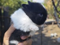 Cüce tavşan yavruları