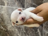 Orjinal Elma Kafa Küt Burun Şivava Bebekler