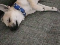 Şaban köpeğim şivava