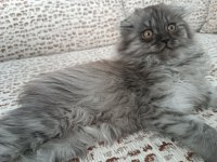 BRİTİSH LONGHAİR ERKEK YAVRUMUZ