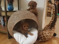 Ankaranın en seçkin minyatür poodle yavruları
