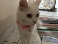 Ankara kedisi dişi