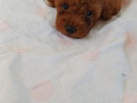 Toy poodle 2 aylık yavrumuz