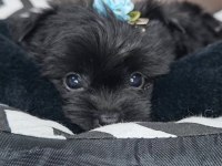 Micro Teacup Black Yorkshire Yavruları