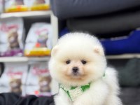Pomeranian boo yavruları