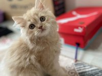 3-4 aylık chinchilla yavrumuza yeni yuva arıyoruz