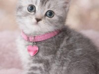 British shorthair 55 günlük