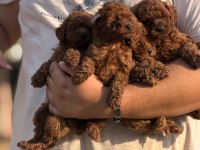 ÇİŞ EĞİTİMLİ SAĞLIK GARANTİLİ AŞILI TOY POODLE 