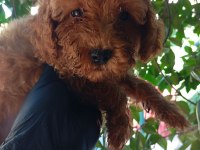 IRK VE SAĞLIK GARANTİ POODLE BEBEKLERİMİZ