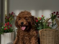 Kore poodle 3 aylık