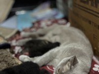 Minik Yavru Kediler Aile Arıyor