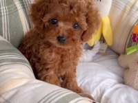 Evin büyük neşesi toy poodle bebekler