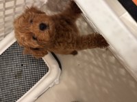 3 aylık toy poodle