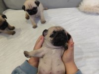 KALİTELİ PUG MOPS YAVRULAR