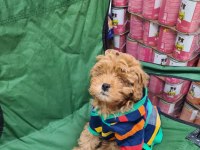 Poodle yavrularımız teslime hazır