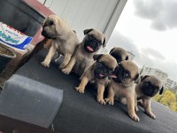 Pug mops gül kuyruk orjinal
