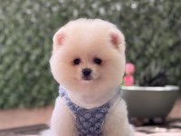 Erkek Pomeranian Boo