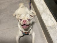 Beyaz albino 6 aylık karneli aşılı pug