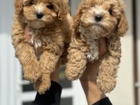 Ankarada Ziyarete Açık Mini Maltipoo Yavrularımız