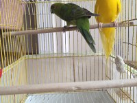 Sahiplendirme Kakariki Papağanı