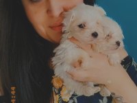 MALTESE YAVRULARI