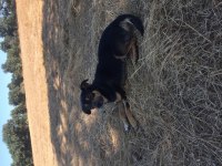 Fini ev köpeği hayvana alışkın koyuna gider