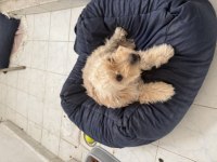 Köpeğimizin bütün bakımları aşıları yapılmıştır