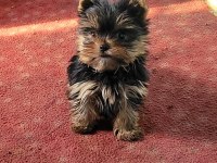 Safkan ırk garantili yorkshire terrier bebekler