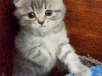 Bı lokma aşk scottish fold