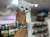 SAFKAN KUM EĞİTİMLİ BRİTİSH BEBEKLER