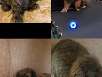 2+1 Mini Lop Tavşanı Takım