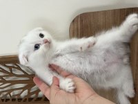 Orjinal ırkta, nadir bulunan bir cins scottish shorthair