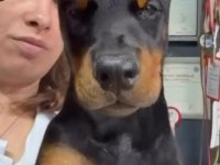 Türkiyeden Çıkan Dünya Standardı Doberman Yavrular