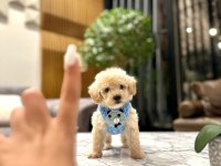 0 Boy Kore Güzeli Maltipoo Lina