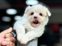 Teacup maltese