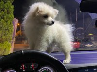 4 aylık dişi pomeranian sahiplendirme
