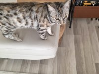 Bengal kedisi
