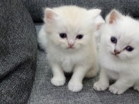 British Shorthair Harika Bebekler