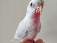 Albino bebek sultan papağanı
