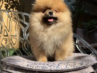 Pomeranian Boo Ayı Surat Erkek