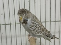 3 Aylık Şov Jumbo Muhabbet Kuşlar